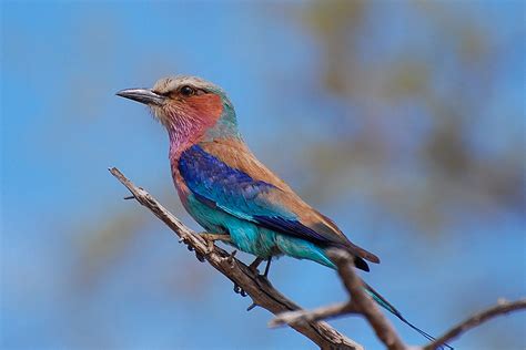 Free Photo Lilac Breasted Roller Beak Bird Botswana Free
