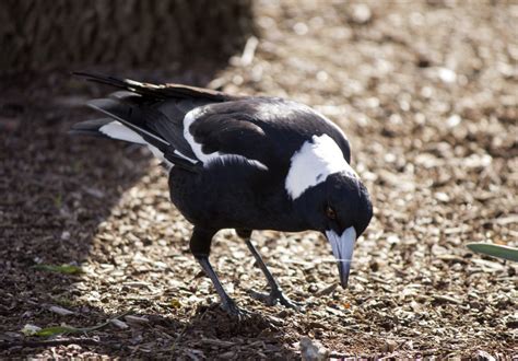 A Magpie Map Helps You Identify And Avoid Swooping Hotspots