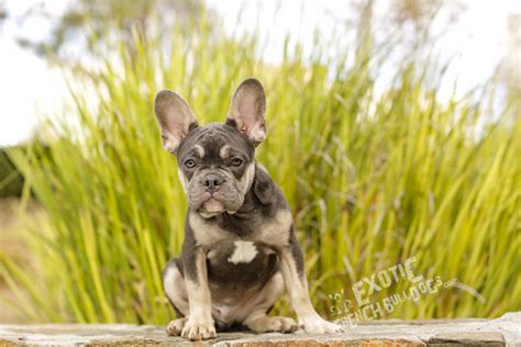 Please read full ad for costs or visit the website! Flynn3 - Exotic French Bulldogs