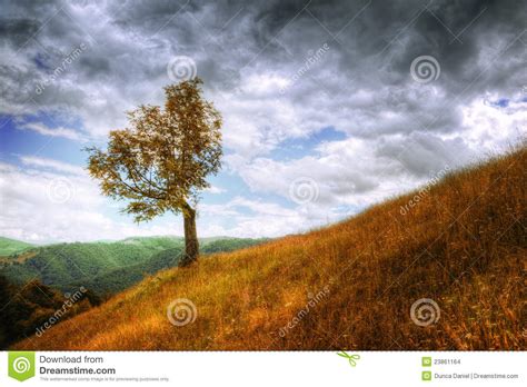 Landscape Isolated Tree And Autumn Grass Stock Photo Image Of
