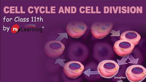 Types Of Cell Division Biology Wise In 2020 Cell