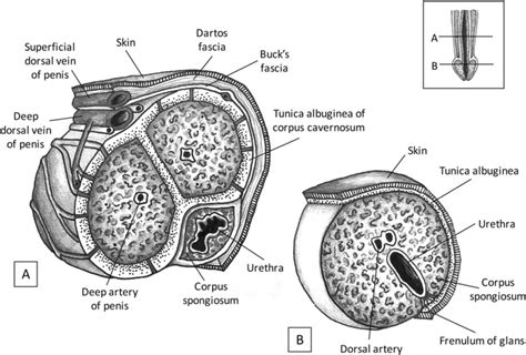 Penis Cross Sectional Anatomy A Penile Shaft And B Penile Glans Download Scientific Diagram