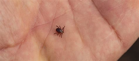 How To Protect Yourself From Ticks And Lyme Disease Central Iowa