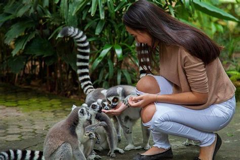 Hvis du er ute etter ting å finne på i området, bør du i vi har 86 hoteller mindre enn 10 km fra taman teruntum mini zoo som du kan velge mellom. Bali Zoo Park Tour - Subawa Bali Driver