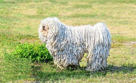 Dog Breeds With Unusual Fur Coats The Paws