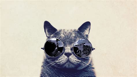 Fashion Cat With Sunglasses Hd Funny Wallpaper Wallpaper Download