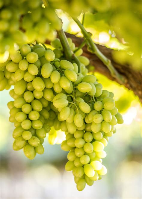 Table Grape Varieties F Wall Decoration