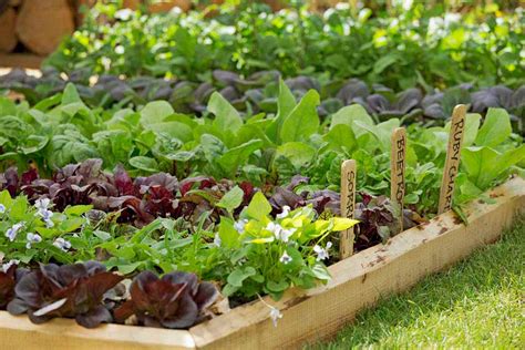 Select your veggies decide what produce to include based on your climate, space, tastes and level of expertise. Growing vegetables in school gardens / RHS Campaign for ...