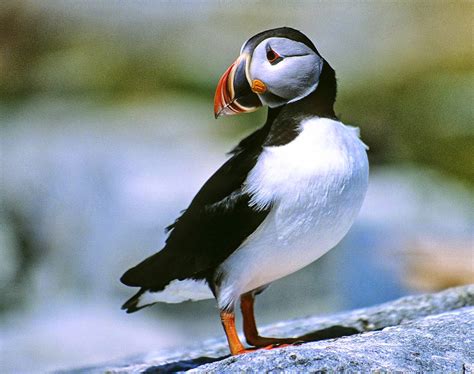 Top 10 Most Beautiful Birds In The World Fabulous Life