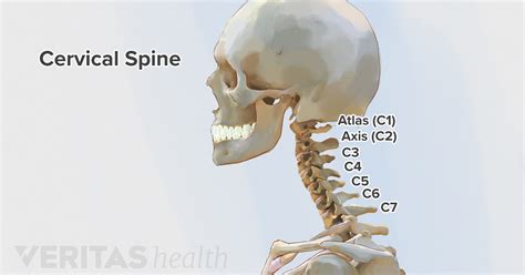 Cervical Spine Anatomy