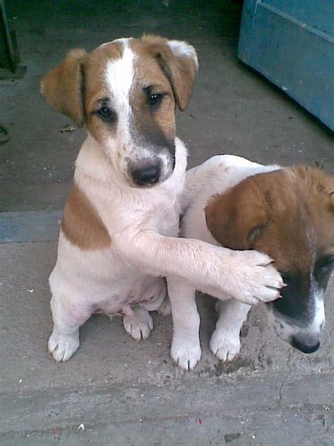 Ausstellungsleitung dfv frau sabine losch pölitzstr. Tieranzeigen Foxterrier Kleinanzeigen