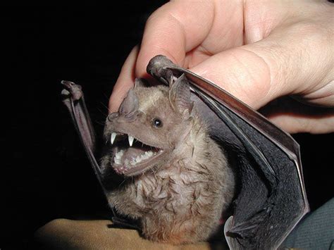 15 Of The Cutest Bat Species