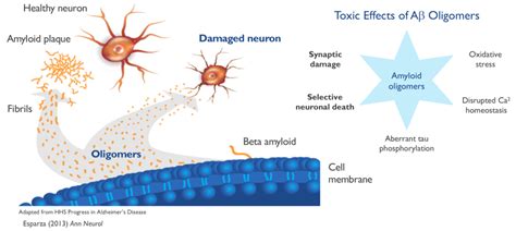 It was developed by biogen inc., which licensed the drug candidate from neurimmune, its discoverer. Our Platform | Amyloid Plaques - Alzheon | Preserving ...