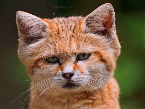 Sand Cat Looks Like A Fox So Sweet Cats Large And Small