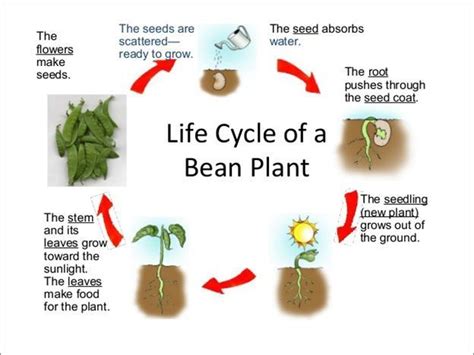 Life Cycle Of A Bean Plant Greenhouse Today