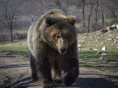 Actualizar 111 images qué es un oso pardo Viaterra mx