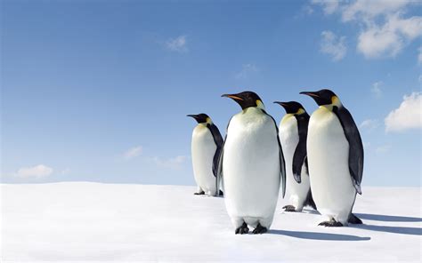 Hintergrundbilder Pinguine Tiere Schnee Pinguin Schnabel