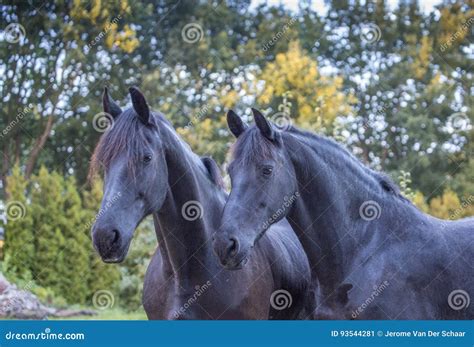 Two Friesians Stock Image Image Of Friesians Flies 93544281