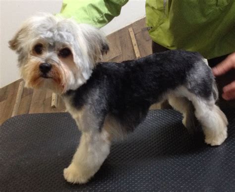 It should be approximately 100˚f on the hot side of the cage, and approximately 80 since heat lamps are designed to replace sunlight, leave the lamp on from sunrise to sunset. Pin on yorkie