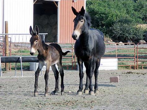 Befuddling Birth The Case Of The Mules Foal Npr
