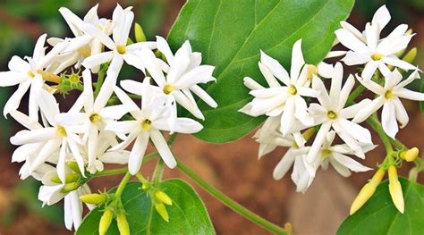 Amazing Beauty Benefits Of Jasmine Flowers For Skin