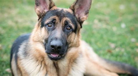 German Shepherd Dog 101 Breed Information Traits Facts And Pictures