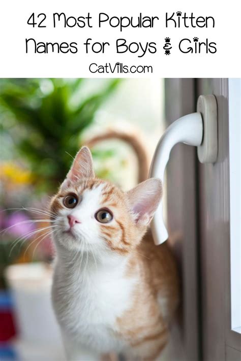 The ranking of most popular cat names can be assessed, in particular, from pet insurance registrations. These are the Top 42 Most Popular Kitten Names (Dengan ...