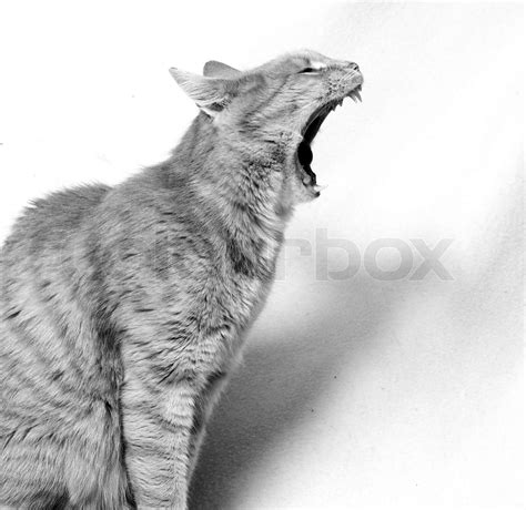 Screaming Cat Stock Image Colourbox