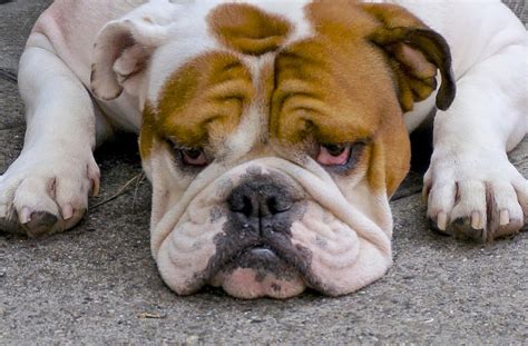 18 Of The Most Adorable Wrinkled Dogs The Stuff Makes Me Happy