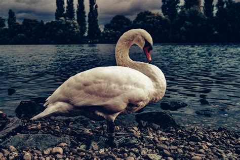 Animal Mute Swan 4k Ultra Hd Wallpaper