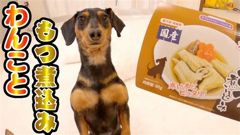 Manage your video collection and share your thoughts. 初めてもつ煮込みを食べた犬の反応がコチラ - YouTube