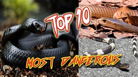 The Top 10 Deadliest And Most Dangerous Snakes In The