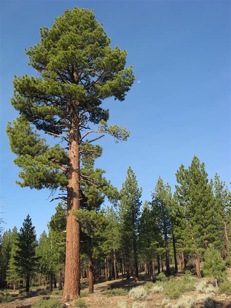 Pin By Katerina On Lointain Arbre Types Of Pine Trees Conifer Trees Tree