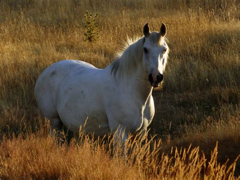 white horse pasture picography  photo