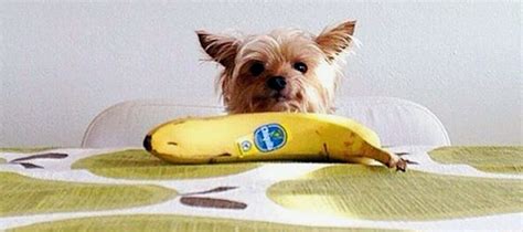 Problems with dry food consumption may originate in three parts of your dog's body. Can Dogs Eat Bananas? ? - Dognutrition.com | Can dogs eat ...