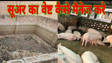 How To Manage Pig Wastage At Pig Farm Vikas Live Stock Saharanpur