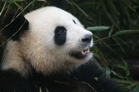 Giant Panda Facts For Kids Learn All About Pandas