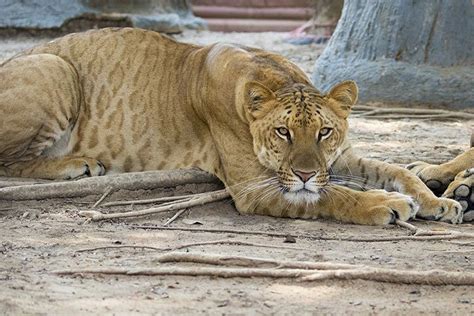 Pin By Gabe West On Animal Photography Rare Cats Liger Animals Wild