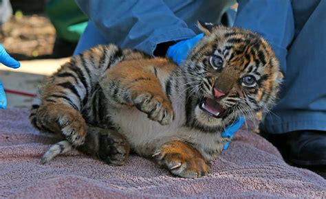 Tiger Cub Triplets Are Sexed At Chester Zoo Cheshire Live