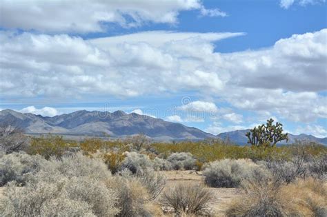 Mojave Desert Scenic Landscape With Joshua Tree Stock Photo Image Of