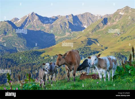 Cow With Her Calves Grazing In Alpine Meadows In The Caucasus Stock