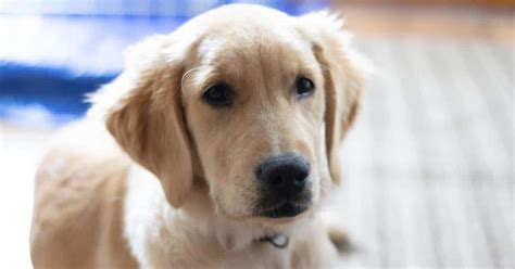 Raising a golden retriever puppy in an apartment. The Complete Guide To Raising A Golden Retriever Puppy ...