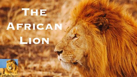 The African Lion Youtube