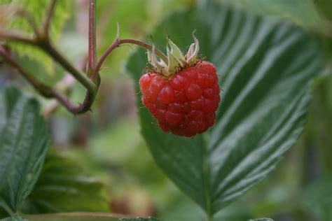 Tasty Travels Food Talks I Listen Container Raspberry Plant