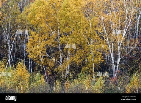 Autumn Colour With Birch Trees Sudbury Ontario Canada Stock Photo