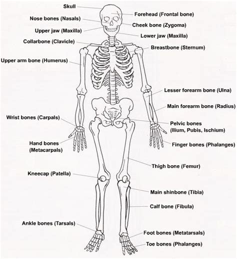 diagram of human skeleton for students | High School Art ...