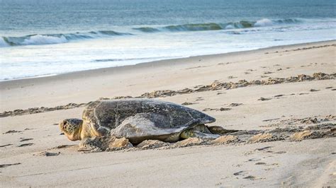 Green Loggerhead Turtles Break Nesting Record On Manasota Key By Steve