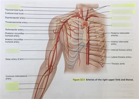 AP1 Lab Exam 3 Arteries Of The Right Upper Limb And Thorax Lab 32 5
