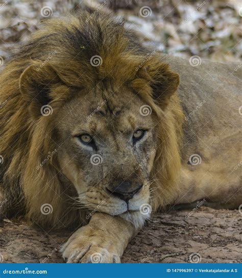 Closeup Male Lion Resting Amid Treeshade Foliage Stock Image