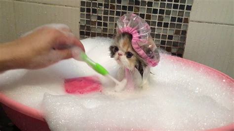 Cat Takes A Bath Cute Cat  Cute Cats Animals
